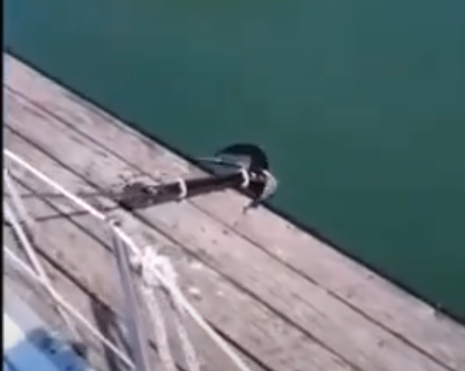 Load video: Video of line a sure in use